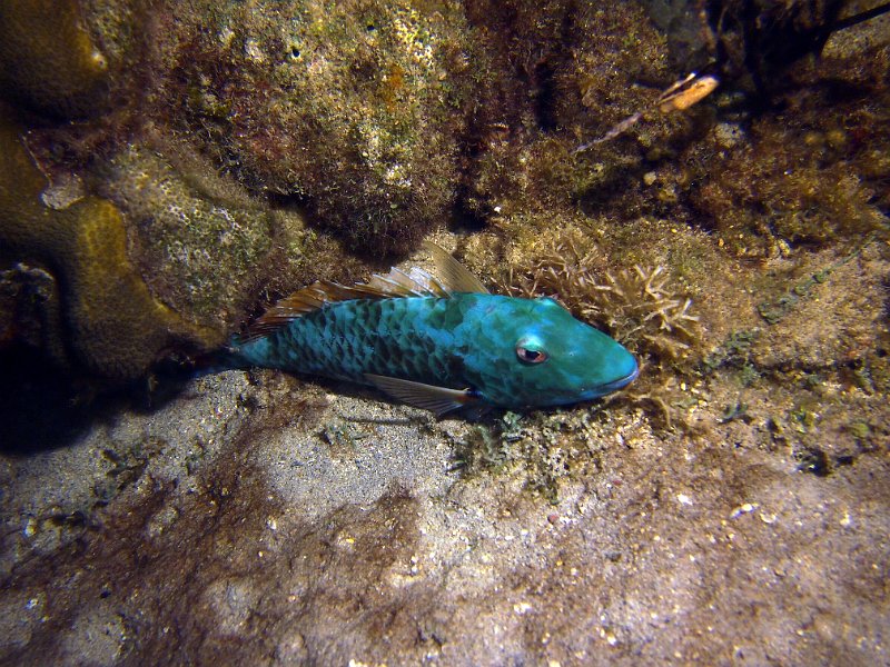 Curacao 04-12 445.JPG